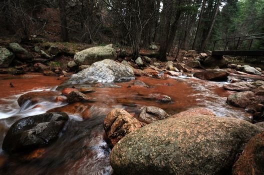 Mountain Forest. Colorado State - USA