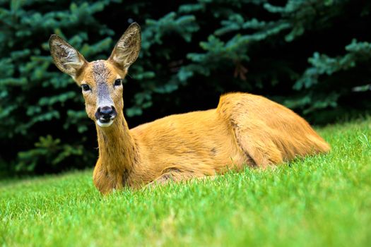 Laying Deer on Grass. Wildlife Photo Collection.
