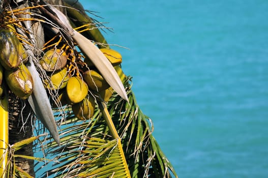 Palm Leafs and Fruits. Exotic Palm Tree