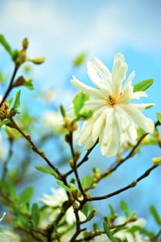 Star Magnolias - Stellata. Flowering Magnolia Tree Vertical Closeup Photo.