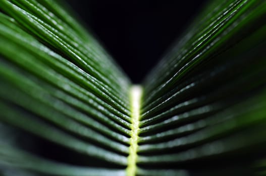 Green Leaf Macro