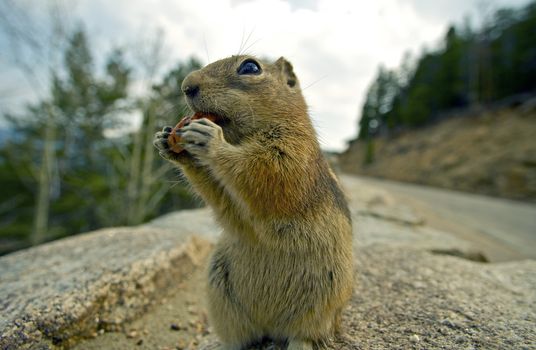 Chipmunk Lunch - Funny Chipmunk Eating Nut. Colorado, U.S.A. Chipmunks Have an Omnivorous Diet - Chipmunk Eat Both Plants and Animals as Primary Food Source.