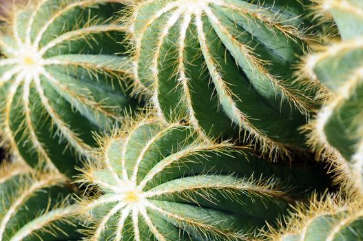 Cactuses in the Botanic Garden