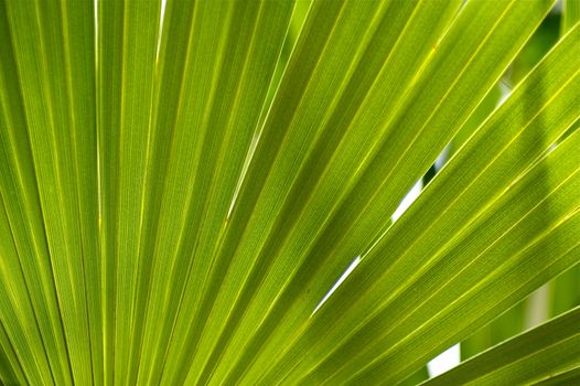Jungle Background. Tropical Palm Leaf Organic Background Photo. Rain Forest Natural Background.