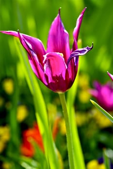 One Beautiful Tulip in the Garden. Vertical Closeup Photo