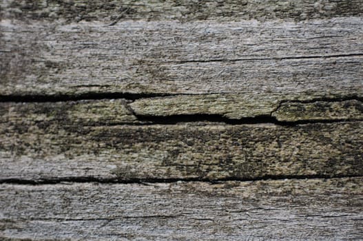 Old Wood Board. Cracked Wood Background