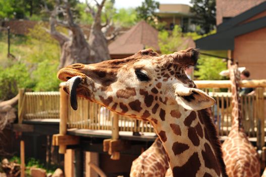 Giraffes in the Colorado Springs Zoo