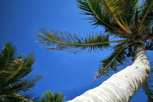 South Florida Palm Trees on the Blue Sky