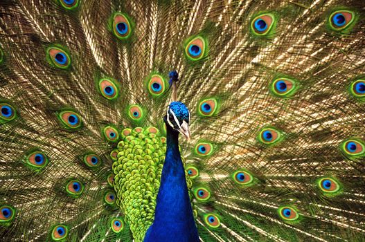 The Ubiquitous Colorful Peacock