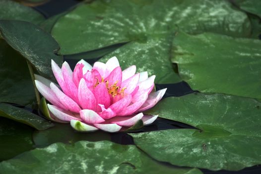 Pink Water Lily on the Lake Surface. Large Green Leafs