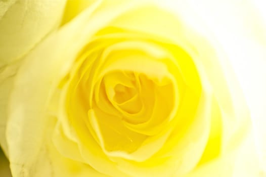 Yellow Rose Background with Heavy Bokeh. Great for Floral Themes.