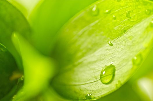 Green Leaf and the Dew. Fresh Green Background
