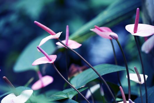 Exotic Tropical Plants - Tropical Flowers Horizontal Photo.