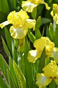 Yellow Iris. Iris is a Genus of 260 Species of Flowering Plants With Showy Flowers. Vertical Photo