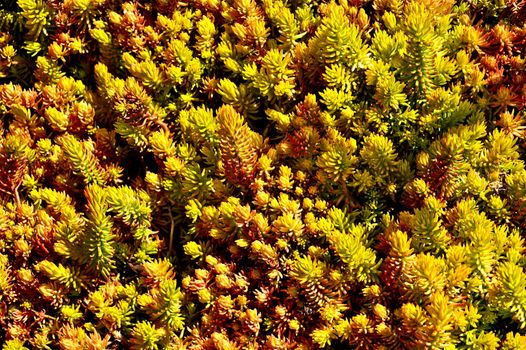 Tiny Plants Background. Colorful Orange-Red Small Plants.