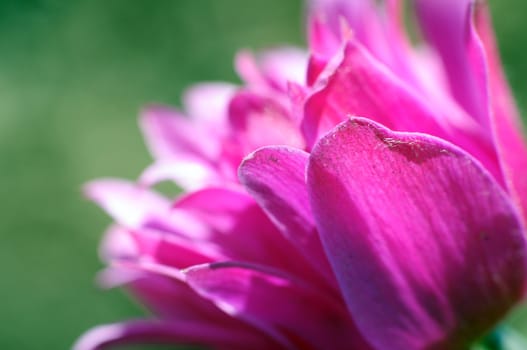 Pinky Purple Flower Closeup Photography. Blossom Flower