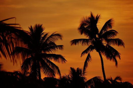 Florida Keys. Palm Trees in Sunset Florida, USA