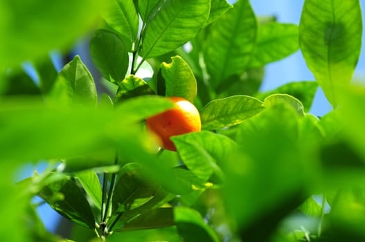 Mandarin Fruit in the Middle of Mandarin Tree. 