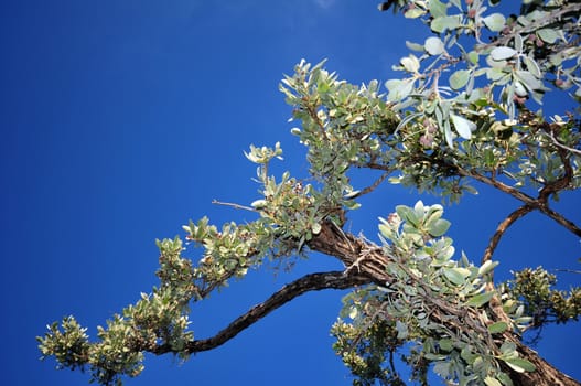 Exotic Tree on the Blue Clear Sky. Florida USA