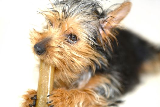 Female Puppy Terrier on the White Background. Puppy Eating a Bone Treat