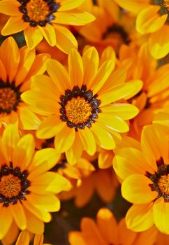 Orange Flowers Closeup Vertical Photography. Blooming Spring.