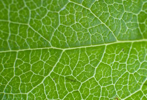 Green Leaf Macro Horizontal Background