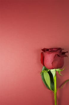 Red Rose on the Textured Red-Burgundy Background. Special Occasion Copy Space.