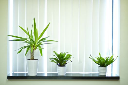 Plants for Window Decoration. Office Window