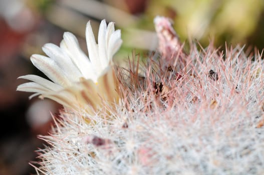 Cactus Flower - Macro Photo
