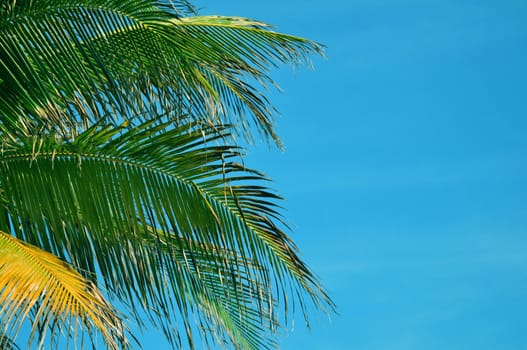 Palm Tree Leafs on Blue Sky. Nature Photo Collection.