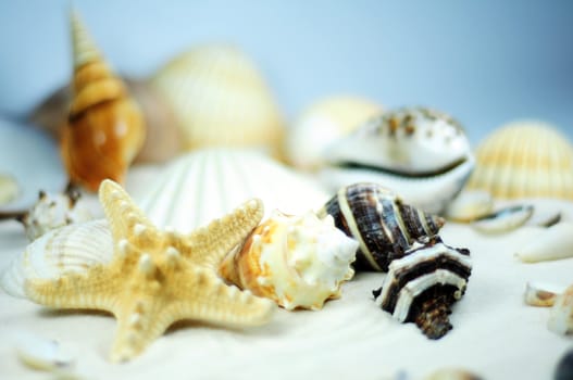 Shells on the White Sand