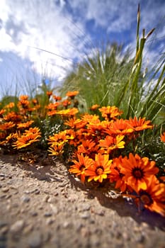 Tiny Orange Flowers Closeup Ground Level Vertical Photography. Summer Sky. Via Ultra Wide Angle Lens