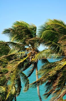 Tropical Place. Palm Trees.