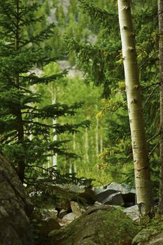 Deep Colorado Forest. Pine Trees and Some Rocks. Colorado Scenery. Colorado USA