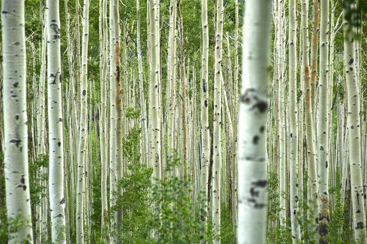Aspen Forest - Aspen Trees. Colorado USA