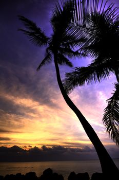 The HDR Tropical Sunrise with Palm Trees and Ocean View.