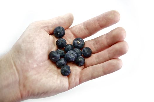 Fresh Blueberries on Hand. Hand Isolated on White. Organic Fresh Blueberries.