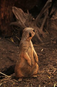 Single Suricate Watching Around. Vertical Photo