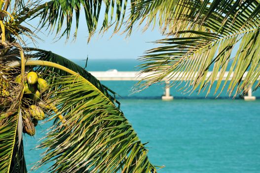 Palm Leafs. Florida Keys. Atlantic Ocean and Bridge near Bahia Honda Park
