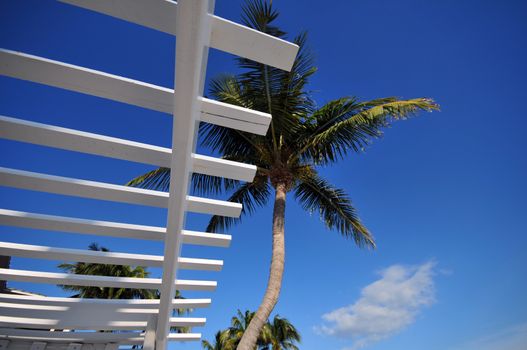 Tropical Destination - Florida Summer. Palms on the Blue Sky.