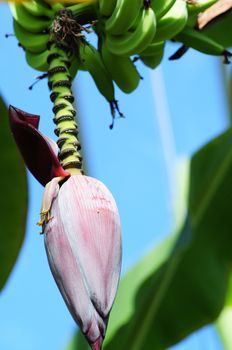 Banana Tree. Banana Flower and Banana Fruits on the Palm Tree