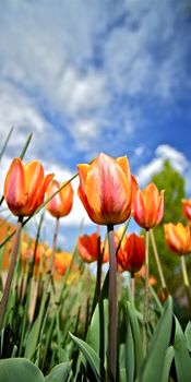 Flowering Tulips Narrow Vertical Photography. Beautiful Red-Orange Tulips Closeup. Nature Photo Collection