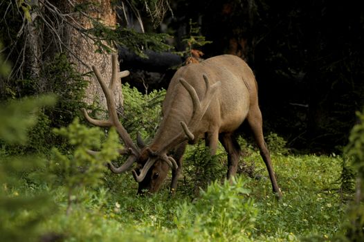 Deer in Rocky Mountains National Park, Colorado USA