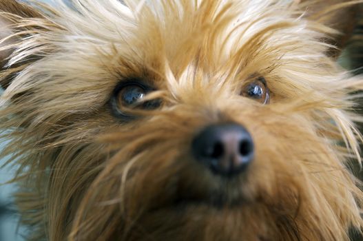 Silky Terrier Portrait. 3 Years Old Australian Silky Terrier Closeup