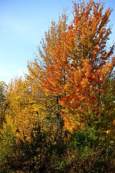 Autumn in Forest. Vertical Autumn Theme. Nature Photo Collection.