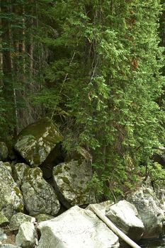 Central Colorado Forest and Rocky Mountain River. Colorado Wilderness Photo Collection