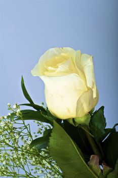 Fresh Cut White Rose on the Light Blue Solid Background