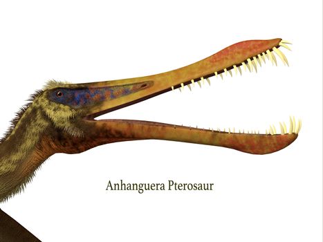 Anhanguera was a flying fish-eating pterosaur that lived in Brazil in the Cretaceous Period.