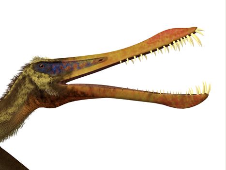 Anhanguera was a flying fish-eating pterosaur that lived in Brazil in the Cretaceous Period.
