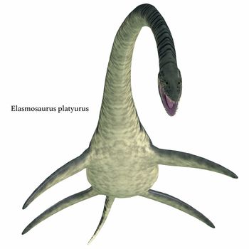 Elasmosaurus was a marine plesiosaur reptile that lived in North America seas in the Cretaceous Period.